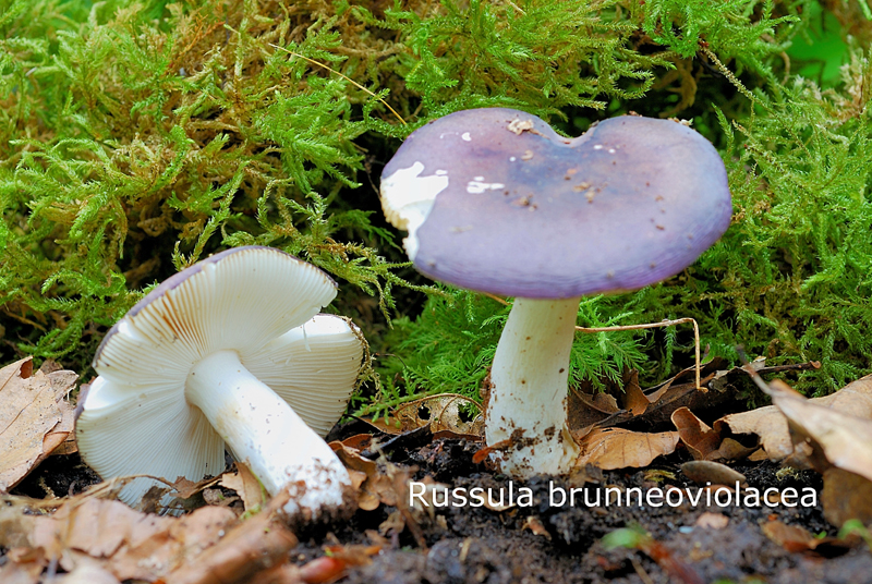 Russula brunneoviolacea-amf1652.jpg - Russula brunneoviolacea ; Syn1: Russula violaceoides ; Syn2: Russula pseudoviolacea, ; Nom français: Russule brun violacé